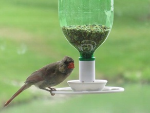 big bird bottle feeder outdoor garden birdfeeder bird feeder