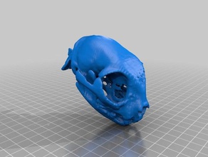 cat skull animals 3d print model - Mito3D