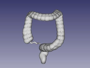 large colon people anatomy bowel medical model 3d print model - Mito3D
