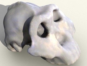 paranthropusaustralopithicus boisei Schädel Biologie Anatomie Knochen evolution 3d print model - Mito3D