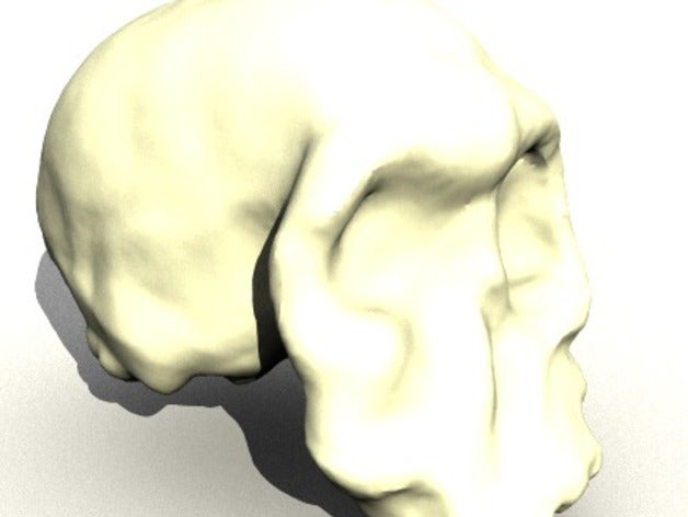 homo habilis skull biology anatomy evolution 3D print model - Mito3D