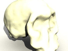 homo habilis cráneo biología la anatomía evolución 3d print model - Mito3D