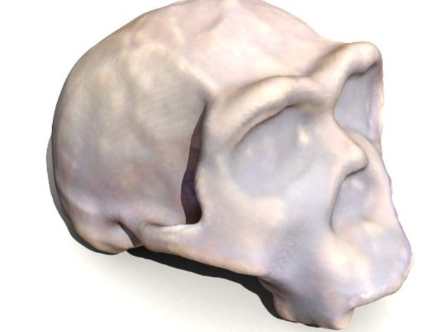 homo ergaster cranio biologia l'anatomia evoluzione paleobiologia 3D print model - Mito3D