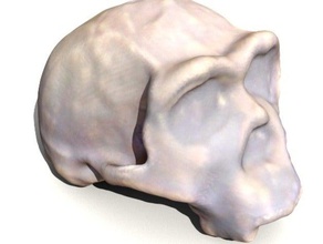 homo ergaster skull biology anatomy evolution paleobiology 3d print model - Mito3D