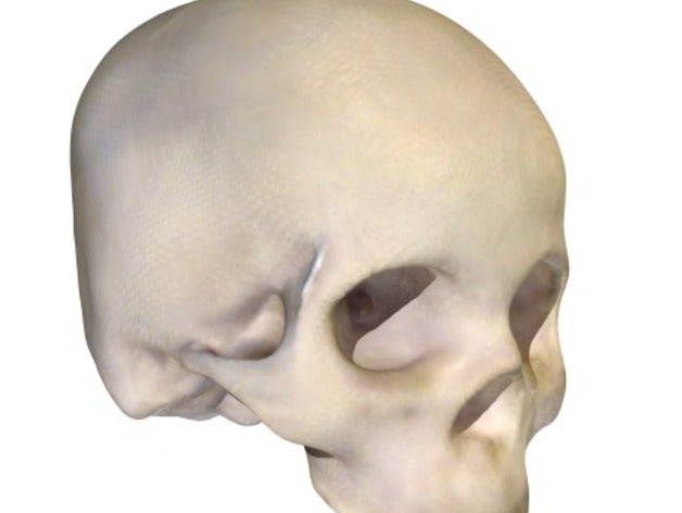 homo sapien skull biology anatomy evolution human 3D print model - Mito3D