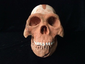 homo naledi complete skull reconstruction sculptures ancient anthropology archaeology fossil fossils hominid skeleton 3d print model - Mito3D