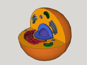 Tierische Zelle Biologie 3d print model - Mito3D