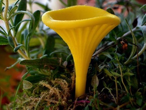fungus toasterboy art biology mushroom underdark 3d print model - Mito3D