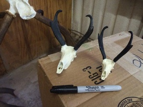 pronghorn antelope skull animals 3d print model - Mito3D