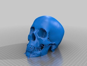 kafatası-meshmixer destekler 3d baskı 3d print model - Mito3D