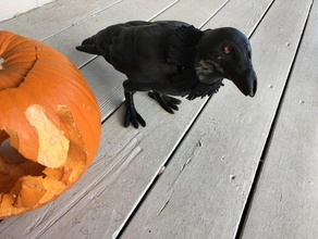 halloween crow animiert Tiere 3d print model - Mito3D
