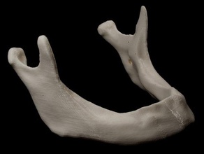 human mandible edentulous biology 3d print model - Mito3D