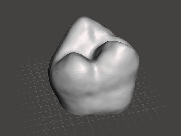 humanos molar dente biologia 3D print model - Mito3D