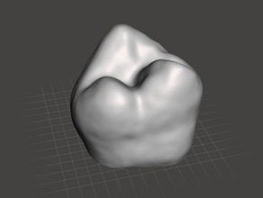 human molar tooth biology 3d print model - Mito3D