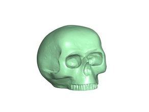 skull scans replicas 3d scan skulpture 3d print model - Mito3D