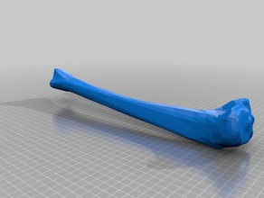 el hueso de la tibia derecha aprendizaje anatomía los huesos cráneo 3d print model - Mito3D