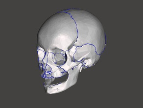cranio umano biologia l'anatomia l'osso testa 3d print model - Mito3D