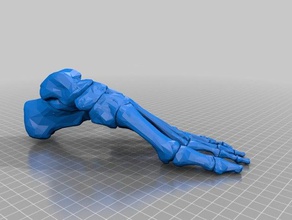 kemik sol ayak öğrenme anatomi kemikler insan 3d print model - Mito3D