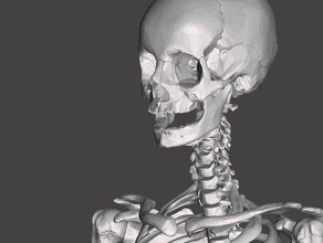 scheletro umano biologia braccio petto piedi mano cranio gamba il bacino vertebra la colonna vertebrale 3d print model - Mito3D