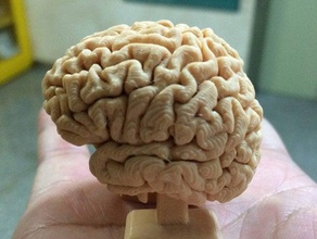 curta cérebro brinquedos jogos 3d print model - Mito3D
