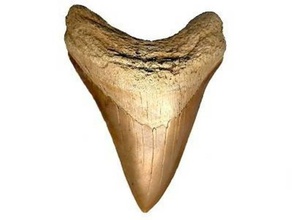 shark tooth model models sharp