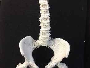 spine pelvis ct scan biology 3d print model - Mito3D