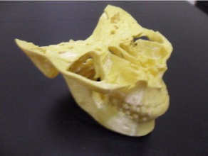la base du crâne et de mâchoire biologie biomédicale 3d print model - Mito3D