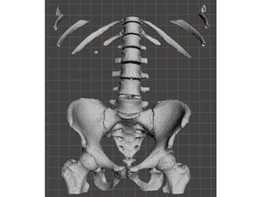 la pelvis ósea gente 3d print model - Mito3D