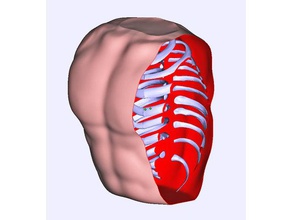 modelo anatômico torax biologia corpo humano estudante 3d print model - Mito3D