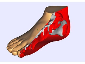anatomik model ayak biyoloji modeller kemikler insan vücudu 3d print model - Mito3D