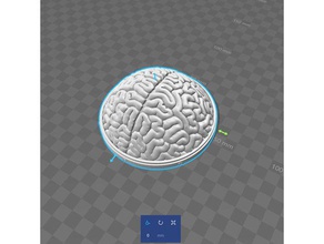 ronde cerveau - 100mm version du 3d print model - Mito3D