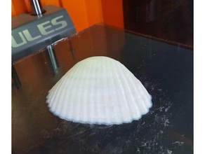 3d-Muschel scans & Replikate seashell 3d print model - Mito3D