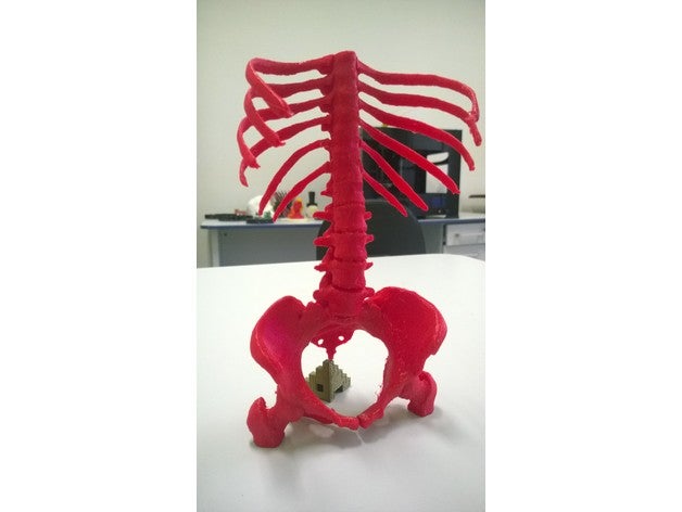 girlfriend skeleton biology dicom medicine tomography 3D print model - Mito3D