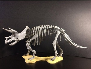 triceratops prorsus squelette animaux dinosaure les fossiles jurassique le tricératops 3d print model - Mito3D