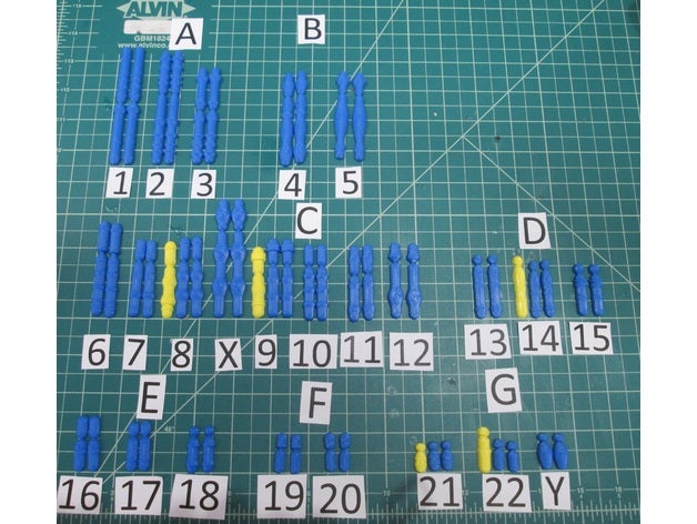 karyotip laboratuvar egzersiz biyoloji 3d kromozom kanser kromozomlar genetik 3D print model - Mito3D