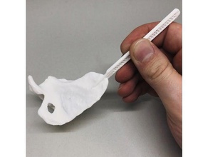 scalpula biyoloji anatomik anatomi neşter kürek kemiği 3d print model - Mito3D