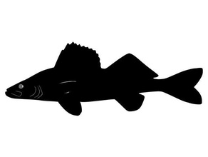 walleye design animals fish fishing wslab 3d print model - Mito3D