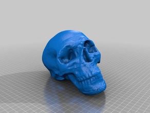 scan test 1 plastic skull scans & replicas makerbotdigitizer 3d print model - Mito3D