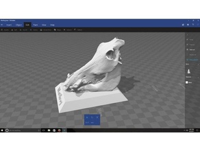 Warzenschwein Schädel Biologie 3d print model - Mito3D