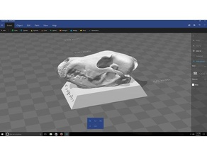 coyote skull biology 3d print model - Mito3D