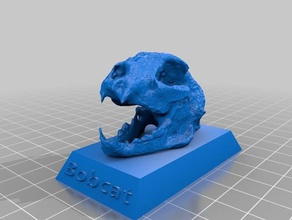 bobcat skull biology cat education educational fossil fossils history learning 3d print model - Mito3D