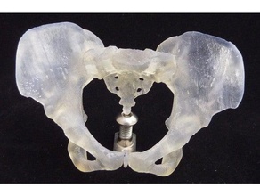 kadın pelvis sla karıştırın biyoloji 3d print model - Mito3D