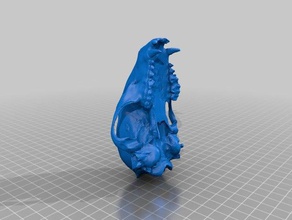 raccoon skull 2017 Biologie 3d print model - Mito3D
