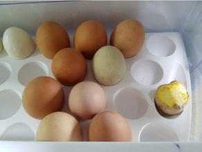 huevo titular cocina y comedor refrigerador estantes 3d print model - Mito3D
