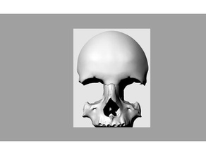 yarım kafatası ölçek destekler biyoloji tam boyut insan 3d print model - Mito3D