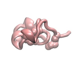 stichodactyla toxin Biologie protein data bank protein-Struktur shk 3d print model - Mito3D