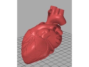 real Herz Biologie 3d print model - Mito3D