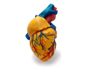 3 colors anatomical heart biology 3d print 3d print model - Mito3D