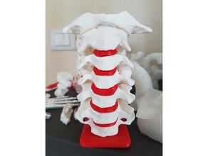 cervical vertebrae biology bone human skull vertebra vertebral column 3d print model - Mito3D