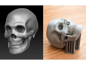 skull biology anatomy human 3d print model - Mito3D